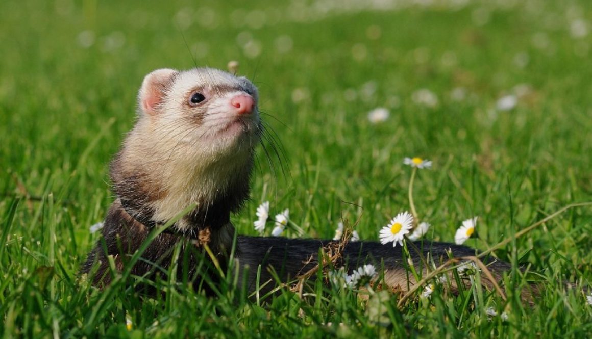 animal ferret domesticated grass 1817955